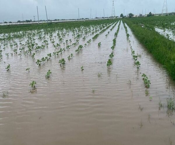 નદીના પાણી ફરીવળતાં મહામૂલો પાક થયો બરબાદ
