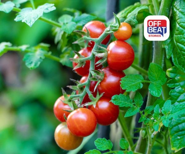 Tomato Gardening Tips: કુંડામાં ઊગશે રસીલા ટામેટા