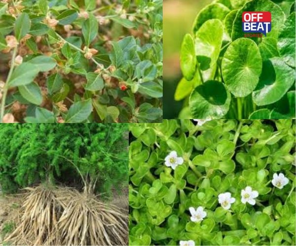 આંગણામાં ઉગાડો આ 6 ઔષધિઓ