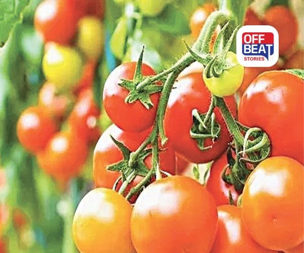 ટામેટાંની આ જાત આપશે બમ્પર નફો