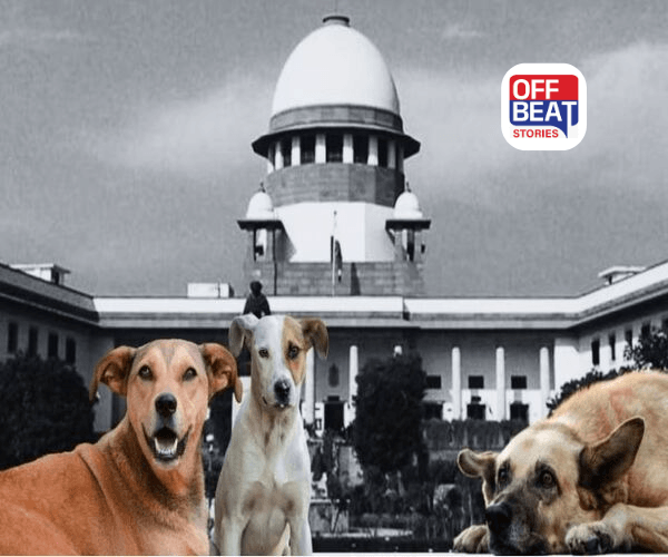 રખડતાં શ્વાન અંગે સુપ્રીમ કોર્ટનો આદેશ