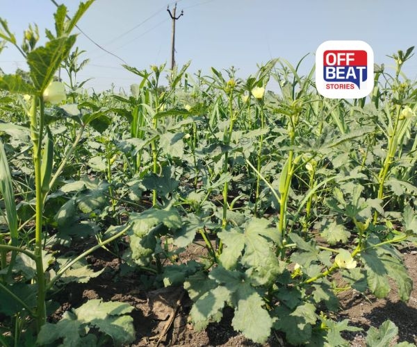 ઉજ્જડ જમીનમાં પણ ઉગશે સોનું!