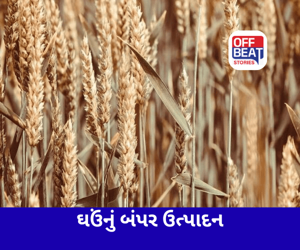 દેશમાં આ વર્ષે થશે ઘઉંનું બંપર પ્રોડક્શન