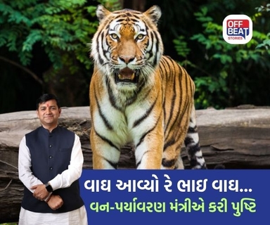ગુજરાતમાં ફરી વાઘની હાજરીની પુષ્ટિtiger
