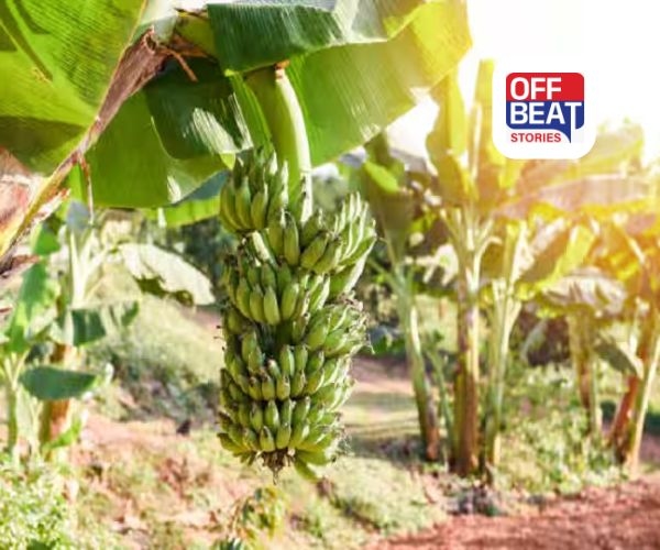 કેળાની ખેતીથી કરવી છે લાખોની કમાણી?