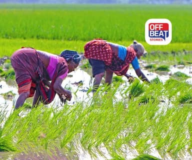 ચોમાસામાં પાકને આ રોગથી જોખમ