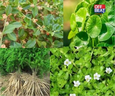 આંગણામાં ઉગાડો આ 6 ઔષધિઓ