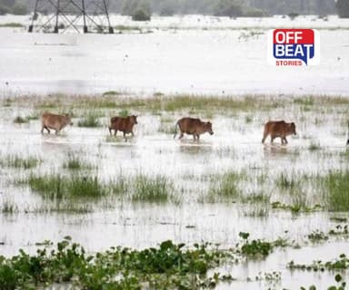 પંજાબમાં 5,00,000 એકર પાકનો નાશ