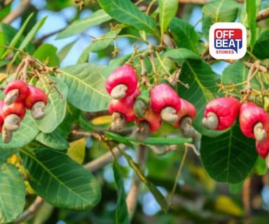 છત કે બાલ્કની પર ઉગાડો કાજુનું ઝાડ