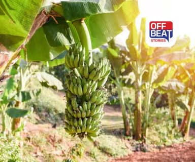 કેળાની ખેતીથી કરવી છે લાખોની કમાણી?