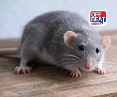 ઘરમાં ઉંદરનો ત્રાસ?