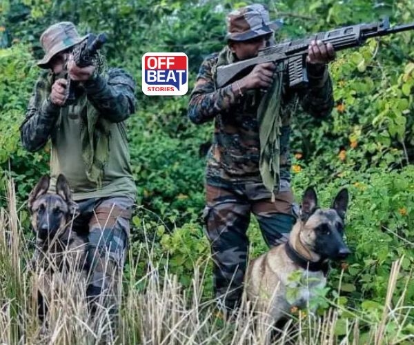 કેવી રીતે થાય છે આર્મીમાં કૂતરાઓની ભરતી?