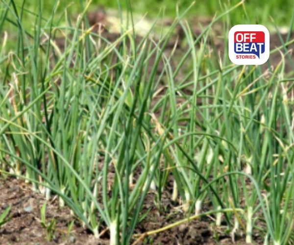 આ પાક ખેડૂતો માટે 'સફેદ સોનું'