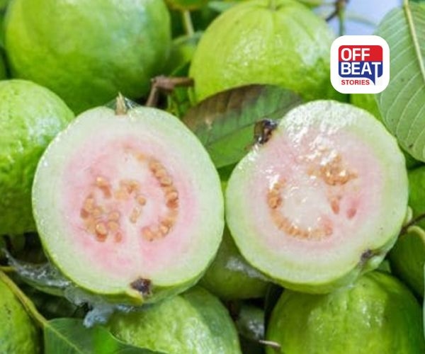 જામફળ ખાવાના અદ્ભુત સ્વાસ્થ્ય લાભ!