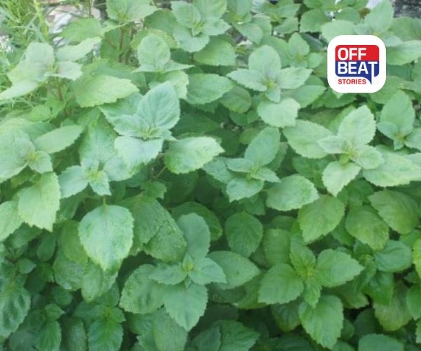 પચૌલીની જાદુઈ ખેતી