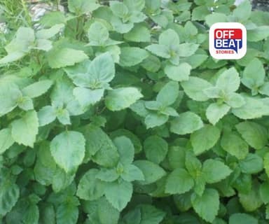 પચૌલીની જાદુઈ ખેતી