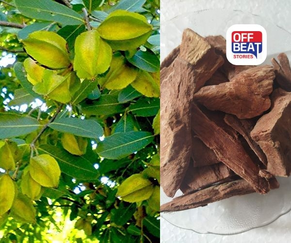 અર્જુનની છાલના 5 ચમત્કારિક ફાયદા