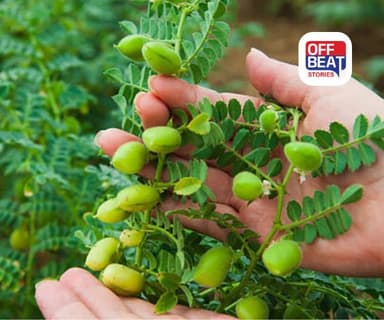 રવિ ઋતુમાં ખેડૂતો માટે વરદાન