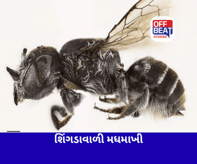 શિંગડાવાળી મધમાખીની નવી પ્રજાતિ મળી