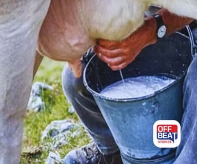 શિયાળામાં ગાય-ભેંસનું દૂધ વધારો