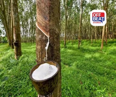 ખેડૂતોનું ભાગ્ય બદલનાર ‘સફેદ સોનું’