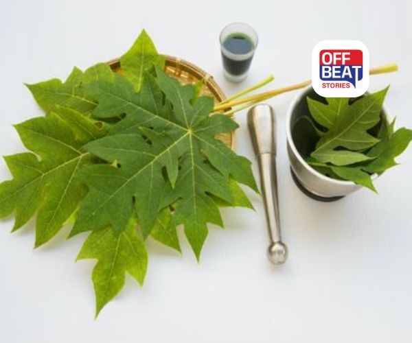 પપૈયાના પાંદડા છે સ્વાસ્થ્યનો ખજાનો