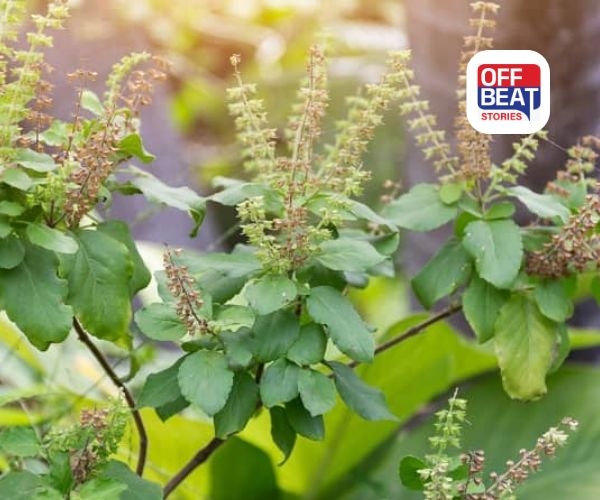 તુલસીની મંજરીથી ઘરમાં આમંત્રિત કરો સંપત્તિ અને સૌભાગ્ય