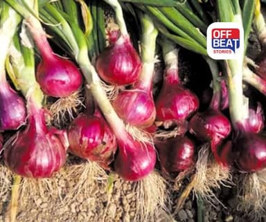 શિયાળાની ખેતી માટે શ્રેષ્ઠ ડુંગળીની જાત