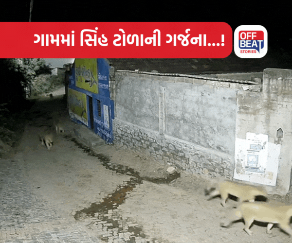કોણ કહે છે સિંહના ટોળા ના હોય?