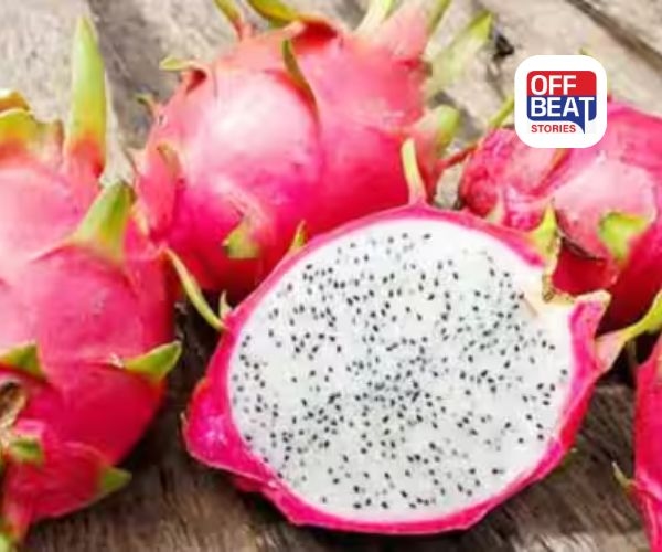 ઘરે કુંડામાં ડ્રેગન ફ્રૂટ કેવી રીતે ઉગાડવું?