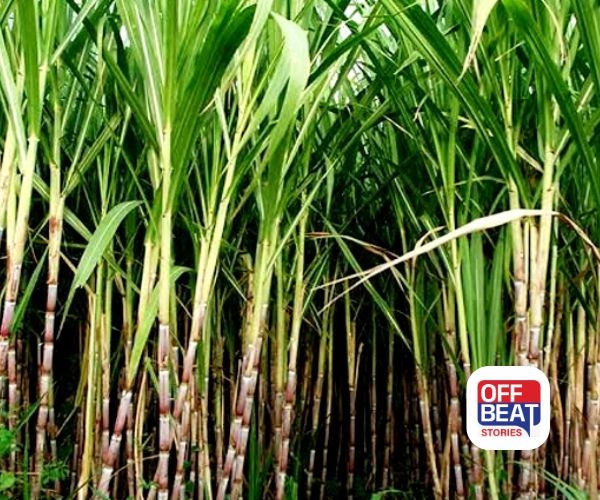 આ પદ્ધતિથી કરો શેરડીની ખેતી