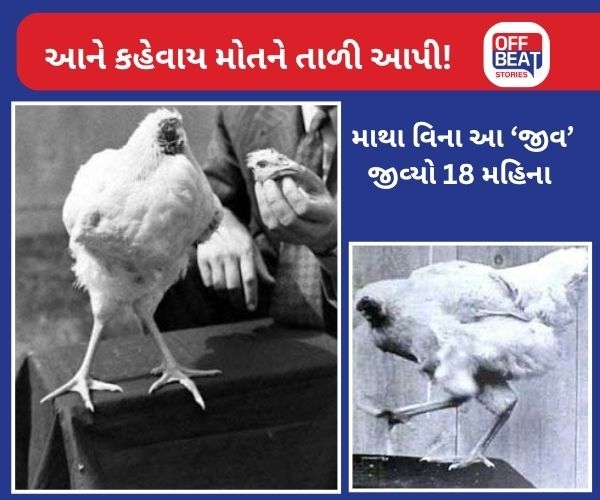 આ કૂકડો માથું કાપી નાખ્યા પછી પણ જીવ્યો 18 મહિના?