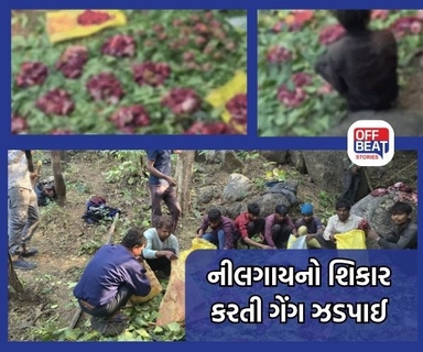નીલગાયનો શિકાર કરતી ગેંગ ઝડપાઈ, 10 શિકારી સંકજામાં