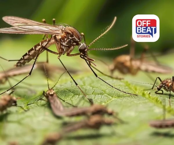 ઘરમાંથી કાયમ માટે ભાગી જશે મચ્છર!