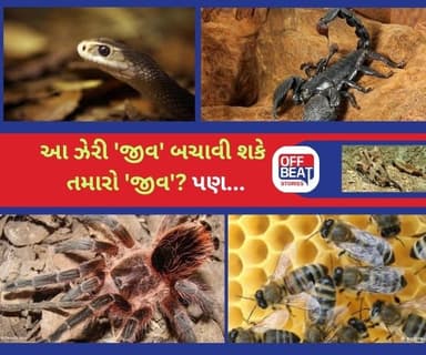 આ ઝેરી 'જીવ'ના ઝેરમાંથી બને છે દવા?