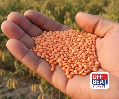 ICARની નવી મસૂર જાત ખેડૂતોને કરશે માલામાલ!