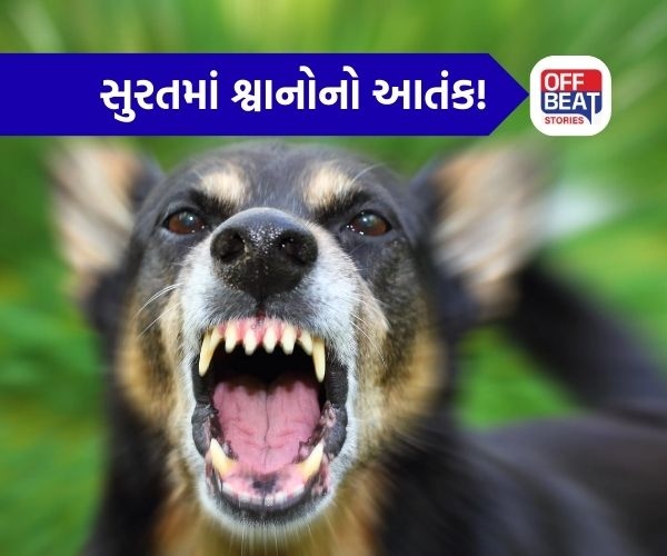 સુરતમાં ચાર શ્વાનનો 5 વર્ષના બાળક પર જીવલેણ હુમલો