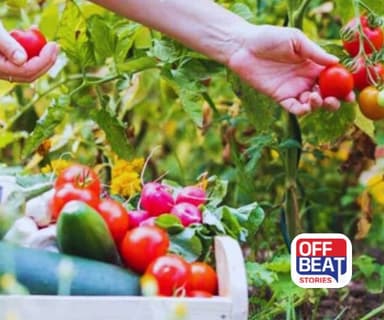 ખર્ચ ઓછો, નફો અઢળક!