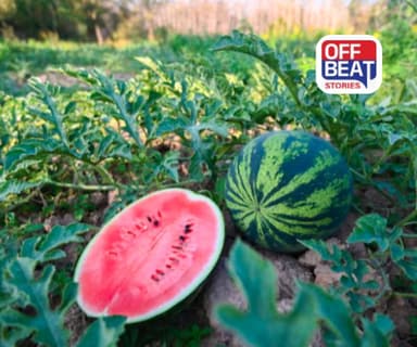 ખેડૂતો માટે માલામાલ બનવાનો ગોલ્ડન ચાન્સ!