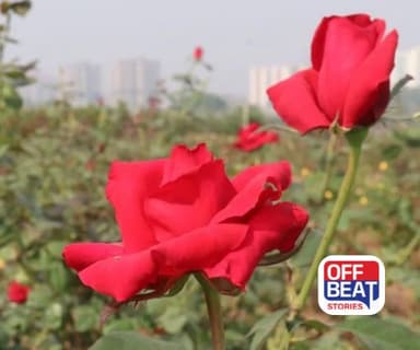 કાશ્મીરી ગુલાબ બનશે ખેડૂતો માટે ATM!