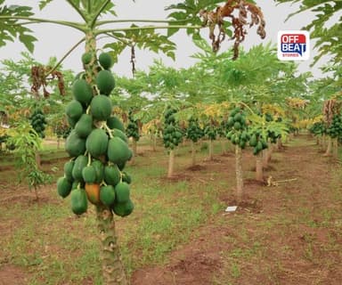 ફાયદાની વાત