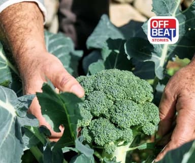 બ્રોકોલીની ખેતીથી બનો કરોડોના માલિક!