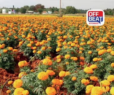 ગલગોટાની ખેતી બનશે ખેડૂતો માટે સોનું