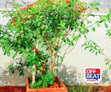 તુલસીનો છોડ સુકાઈ રહ્યો છે?