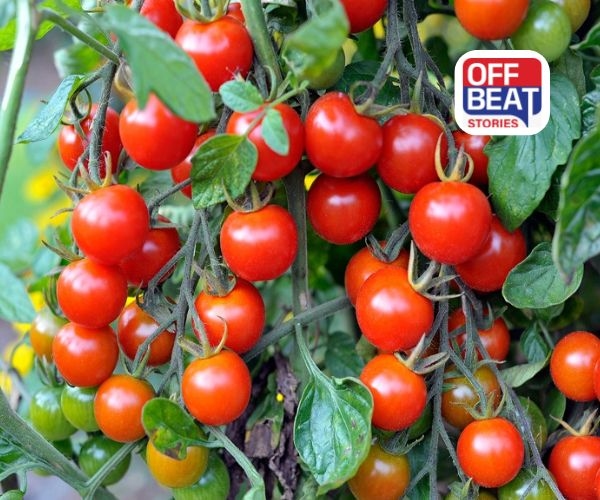 લાખોનું ATM બની જશે ખેતર!