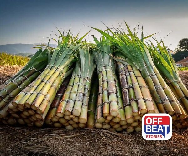 એક જમીન, બે પાક, બમણી કમાણી