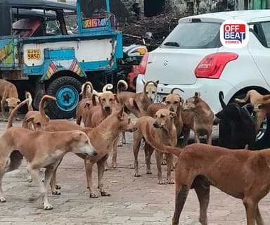 ડભોઇમાં કૂતરાઓનો આતંક યથાવત